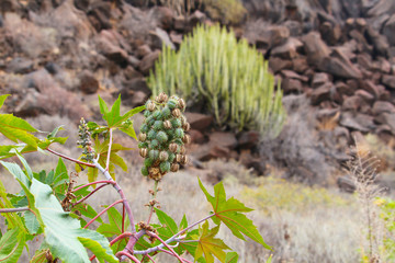 Selective focus on prickly fruits of wild castor oil plant (Ricinus communis) with Canary Island...