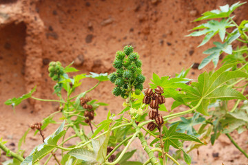 Prickly fruits of wild castor oil plant (Ricinus communis) in front of orange rock face (Tenerife,...