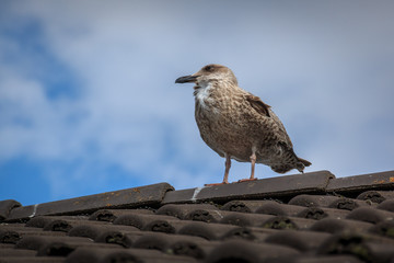 Junge Silbermöwe sitzt auf einem Dach