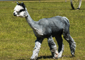 Gorgeous Silver Alpaca in grass © JennarationX