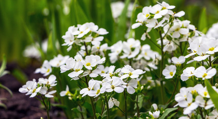 Spring background of white flowers aubrieta between greenery. White flowers aubrieta_