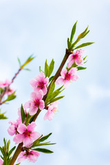 Fototapeta na wymiar Peach branch with pink flowers on a light blue sky background_