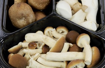 Exotic mushrooms of small size of different species