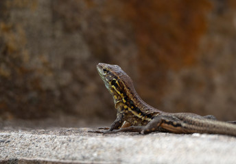 Lizard in the sun