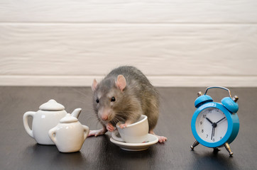 Gray rat sits with cup of tea, a teapot and blue alarm clock, with a bouquet of purple flowers on a black and white wooden background, he is having breakfast