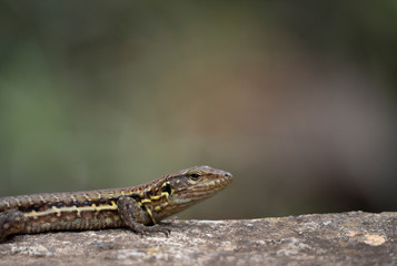 Lizard in the sun