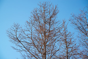 冬の枯れ木と青空