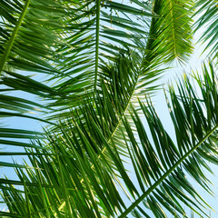 Coconut Palm tree with blue sky,beautiful tropical background.