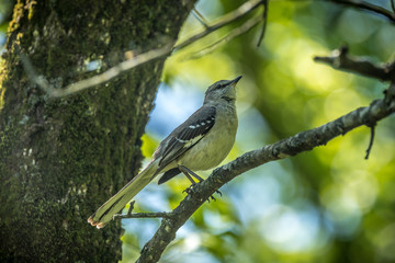 Mockingbird on tree branch