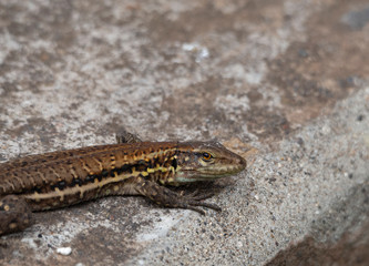 Lizard in the sun