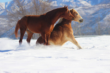 Fototapeta na wymiar horse in winter, two horses play with each other, the horse likes to sit and surprises the other, horses winter snow games, the horse is sitting in the snow