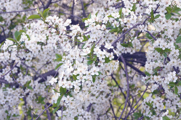 White delicate cherry flowers against a blue sky. Sunny warm day in early spring. The beginning of a new life.