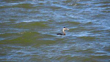 ave de cuello largo, plumas de color negro, blanco , pico largo, penacho de plumas sobre la cabeza, lérida, cataluña, españa, europa