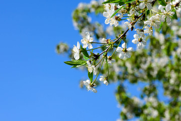 White delicate cherry flowers against a blue sky. Sunny warm day in early spring. The beginning of a new life.