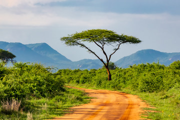 Fototapeta na wymiar tree and road in national park, kenya