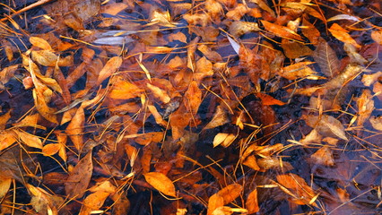 The first thin ice on a forest lake. Fallen leaves of trees under the ice.