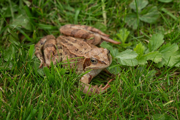 funny toad sitting on the grass in the garden