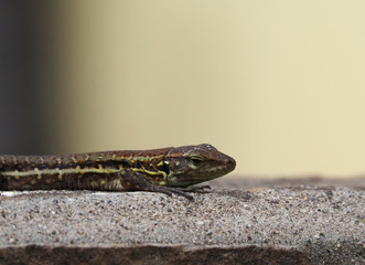 Lizard in the sun