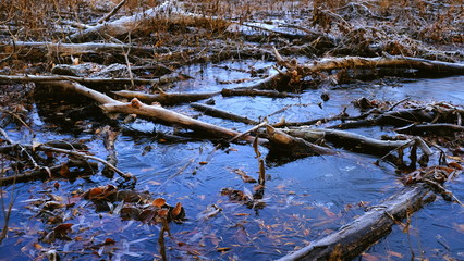 The first thin ice on a forest lake. Fallen leaves of trees under the ice.