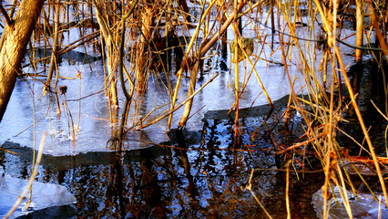 The first thin ice on a forest lake. Fallen leaves of trees under the ice.