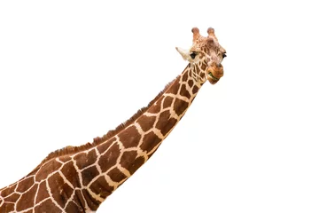 Foto op Canvas Neck and head of a giraffe isolated on white background © mila103