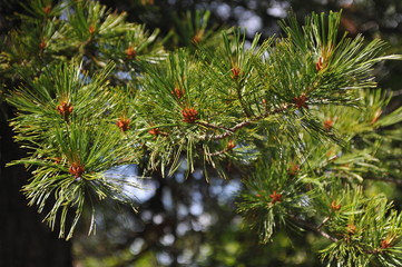 pine branch with cones