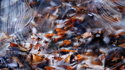 The first thin ice on a forest lake. Fallen leaves of trees under the ice.
