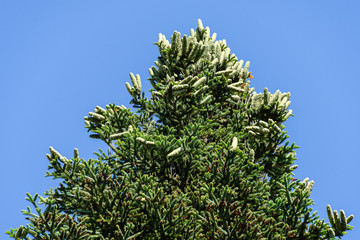 Luxurious Numidian fir (Abies numidica) or Algerian fir with large green female cones on the top in Partenit in Crimea. Selective focus