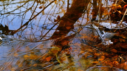 The first thin ice on a forest lake. Fallen leaves of trees under the ice.