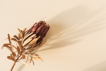 Fototapeta One dry red protea flower on pastel beige background. Minimal tropical exotic floral composition. obraz