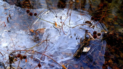 The first thin ice on a forest lake. Fallen leaves of trees under the ice.
