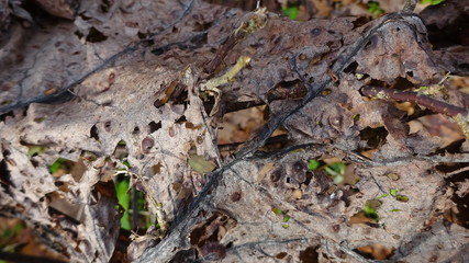 Old rhubarb leaf.