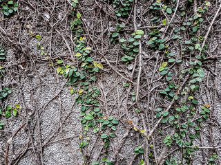 ivy on the wall