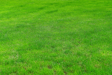 Green grass on the golf course. Background from fresh green grass, sports field for football, golf, field hockey, American football.