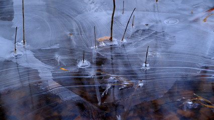 The first thin ice on a forest lake. Fallen leaves of trees under the ice.