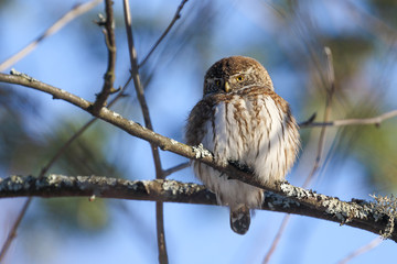 Eurasian Pygmy Owl