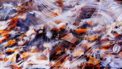 The first thin ice on a forest lake. Fallen leaves of trees under the ice.
