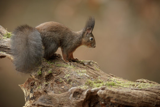 Dark squirrel