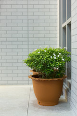 Plant in Pot at Front Door