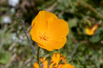 Southern California Poppy Bloom is a rare occurance. When this bloom happens it fills the hillsides with colors