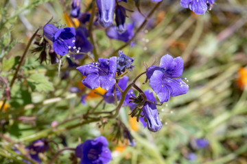 Southern California Poppy Bloom is a rare occurance. When this bloom happens it fills the hillsides with colors