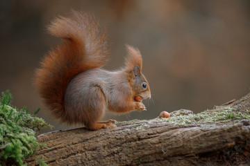 Classic red squirrel