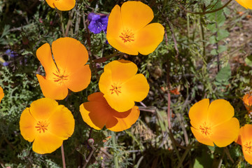Southern California Poppy Bloom is a rare occurance. When this bloom happens it fills the hillsides with colors