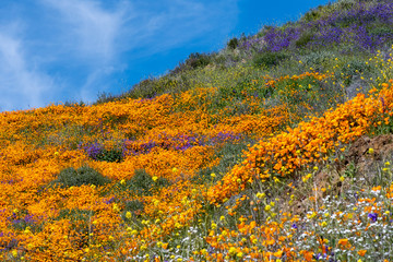 Southern California Poppy Bloom is a rare occurance. When this bloom happens it fills the hillsides with colors