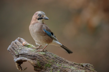 Cunning jay