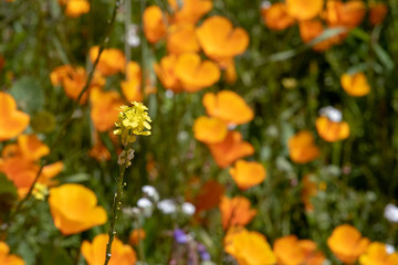 Southern California Poppy Bloom is a rare occurance. When this bloom happens it fills the hillsides with colors