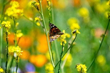 Monarch Butterly landing on plant