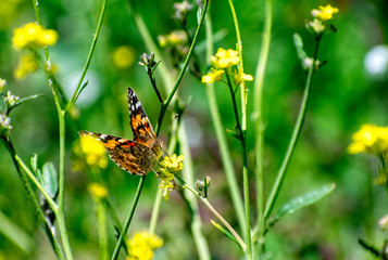 Monarch Butterly landing on plant