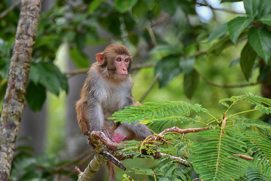 The rhesus macaque monkey (Macaca mulatta), Nanwan Monkey Island, China