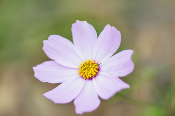 Obraz premium One Cosmos flower close up. Park on the summer day